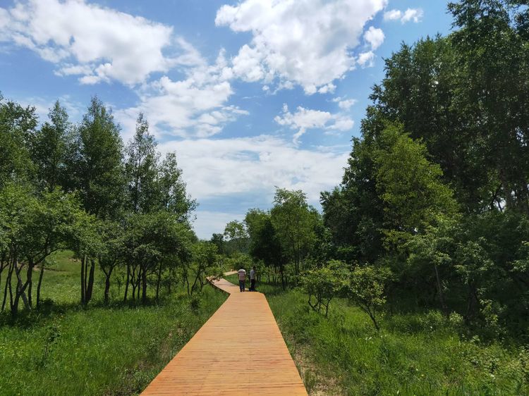 美丽的高岭塞罕坝,美丽的高岭朗诵