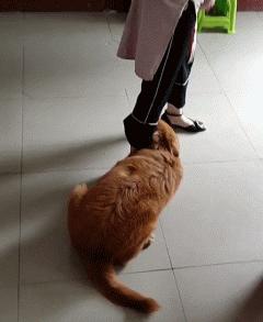 狗特别依赖主人的表现有哪些,狗对某物具有攻击性该怎么办