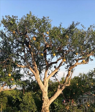 武安野生柿子,邯郸武安令公村