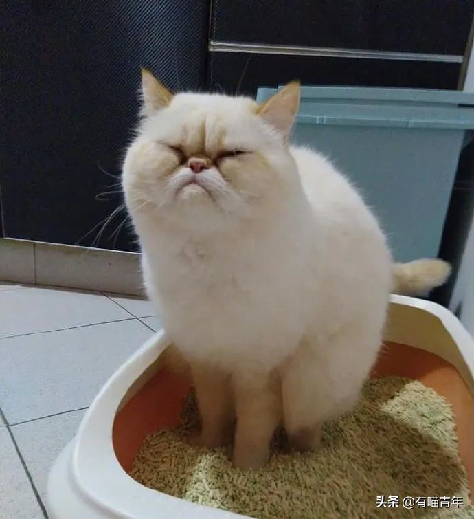 猫咪拉屎姿势好笑,猫咪拉屎搞笑表情