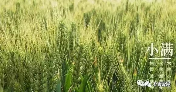 二十四节气只有小满却没有大满,24节气唯有小满之后无大满