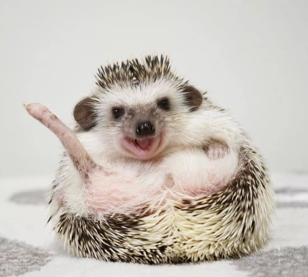 养一只戏精宠物是什么体验,养了一只小狐狸是什么体验