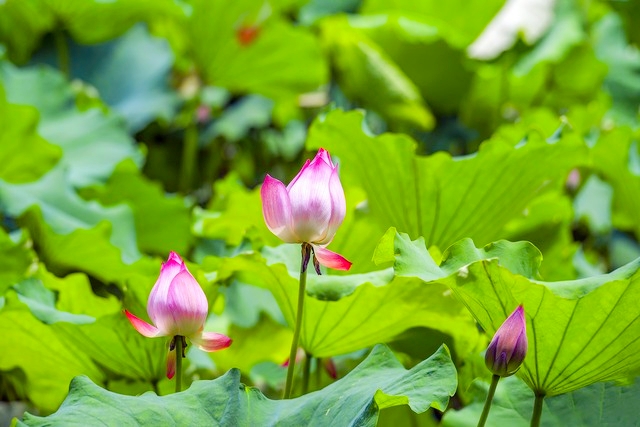 杭州必打卡景点人气榜,杭州旅游必须去的十大景点推荐