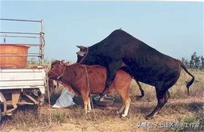 母牛发情古怪多勤观细察不漏配适时配种保胎率
