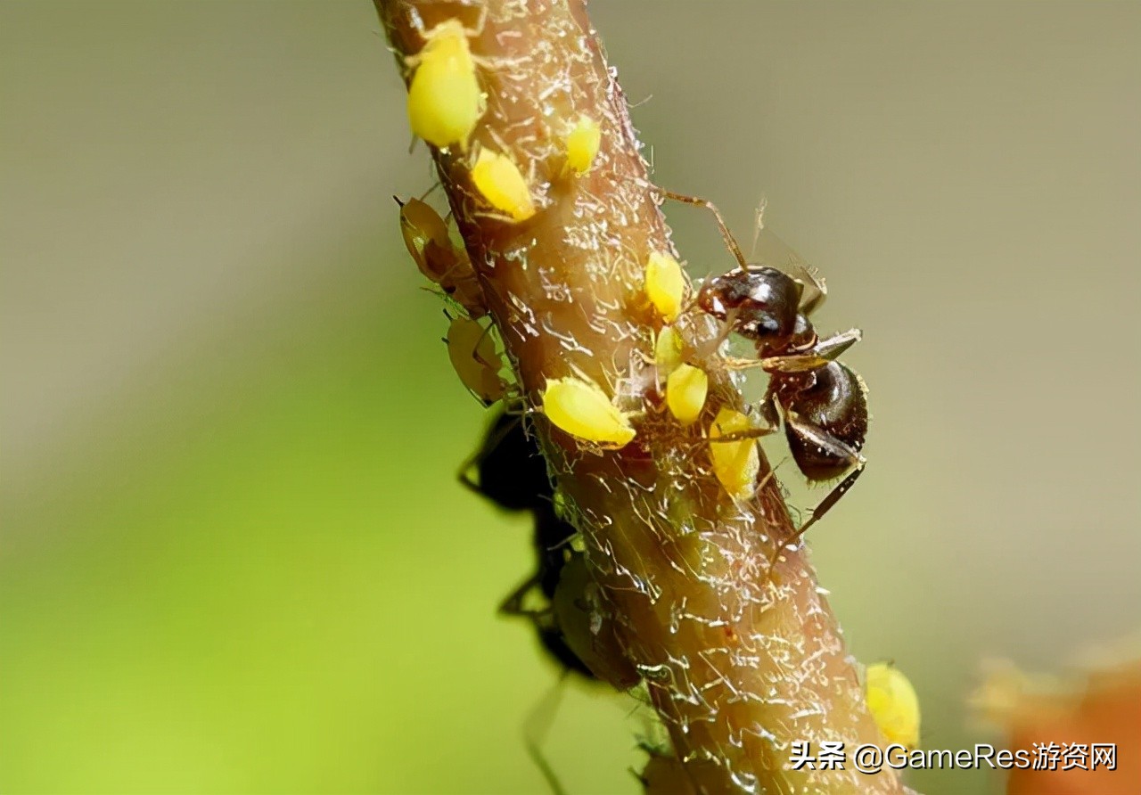 《小小蚁国》跻身8月出海收入榜，题材创新“卷”向动物领域？