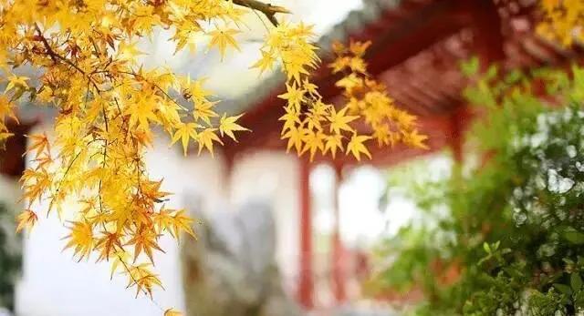 杜甫最著名的三十首诗词,诗圣杜甫的十大经典诗句