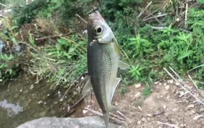 路亚初学者用什么钓具比较好,初学者路亚用什么钓具好