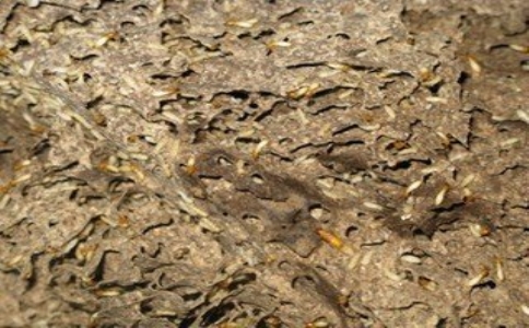 广州装修灭白蚁方法,广州白蚁消灭方法