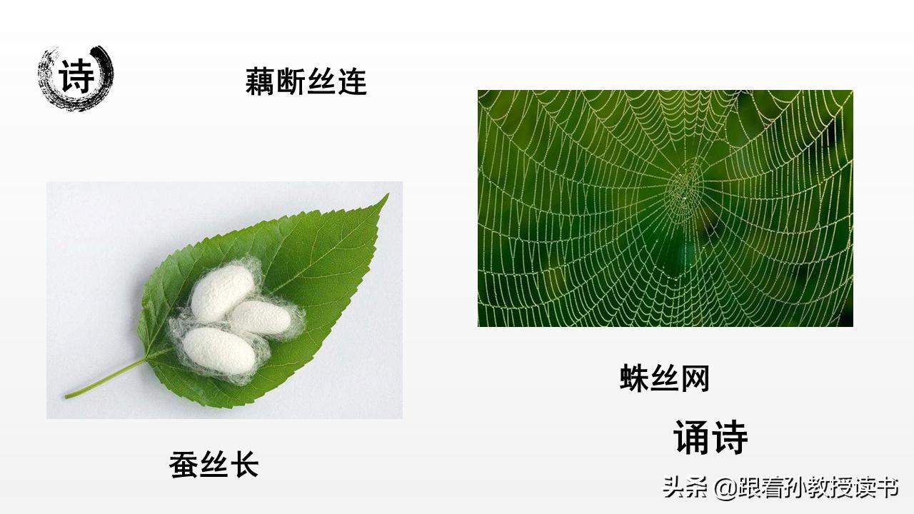 《国民国语》7.4诵诗：蚕丝长，藕丝长，都不及相思长