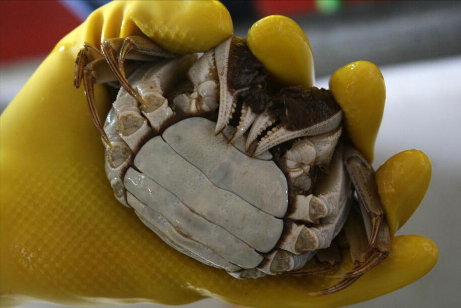 螃蟹选择公蟹还是母蟹,买螃蟹公蟹好还是母蟹好