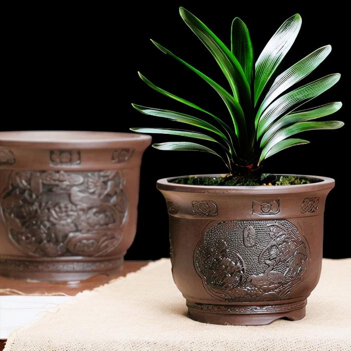 适合大盆养的4种花,这8种花最旺家只需养一盆