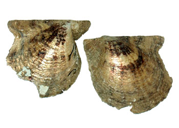 珍珠贝——用时间磨平伤痛，用温柔造就无双的美