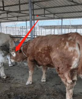 养牛场牛有癣怎么办,育肥牛身上牛皮癣的最佳治疗方法