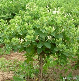 种植金银花药材前景如何,种植一亩地的金银花需要多少钱