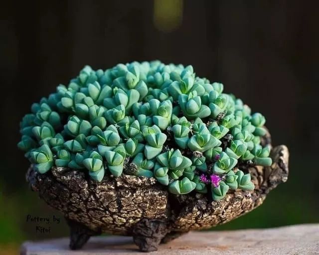 大叔养多肉20年，一片叶子上万块，盆盆都快成精了！