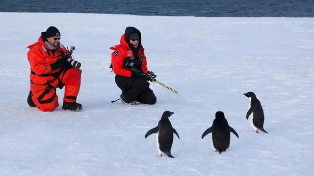 企鹅这些年把我们骗得好苦，它们根本不是什么好鹅，个个都是极品