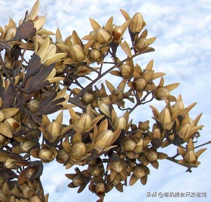 知乎有个小院，种点什么树好哪