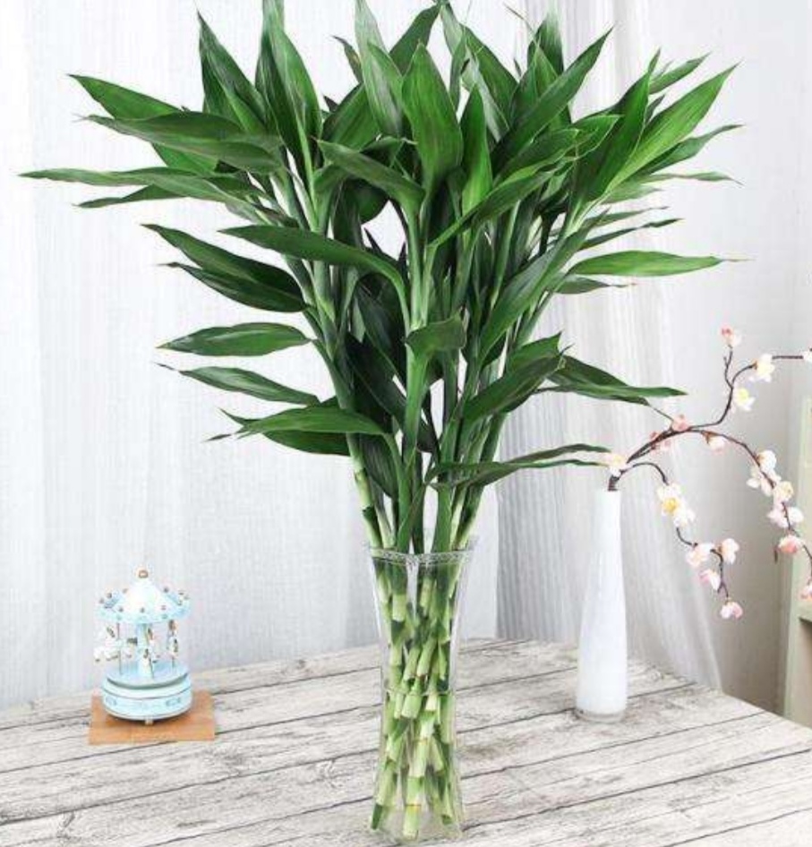 室内适合养的18种植物图片,室内客厅适合养的18种植物