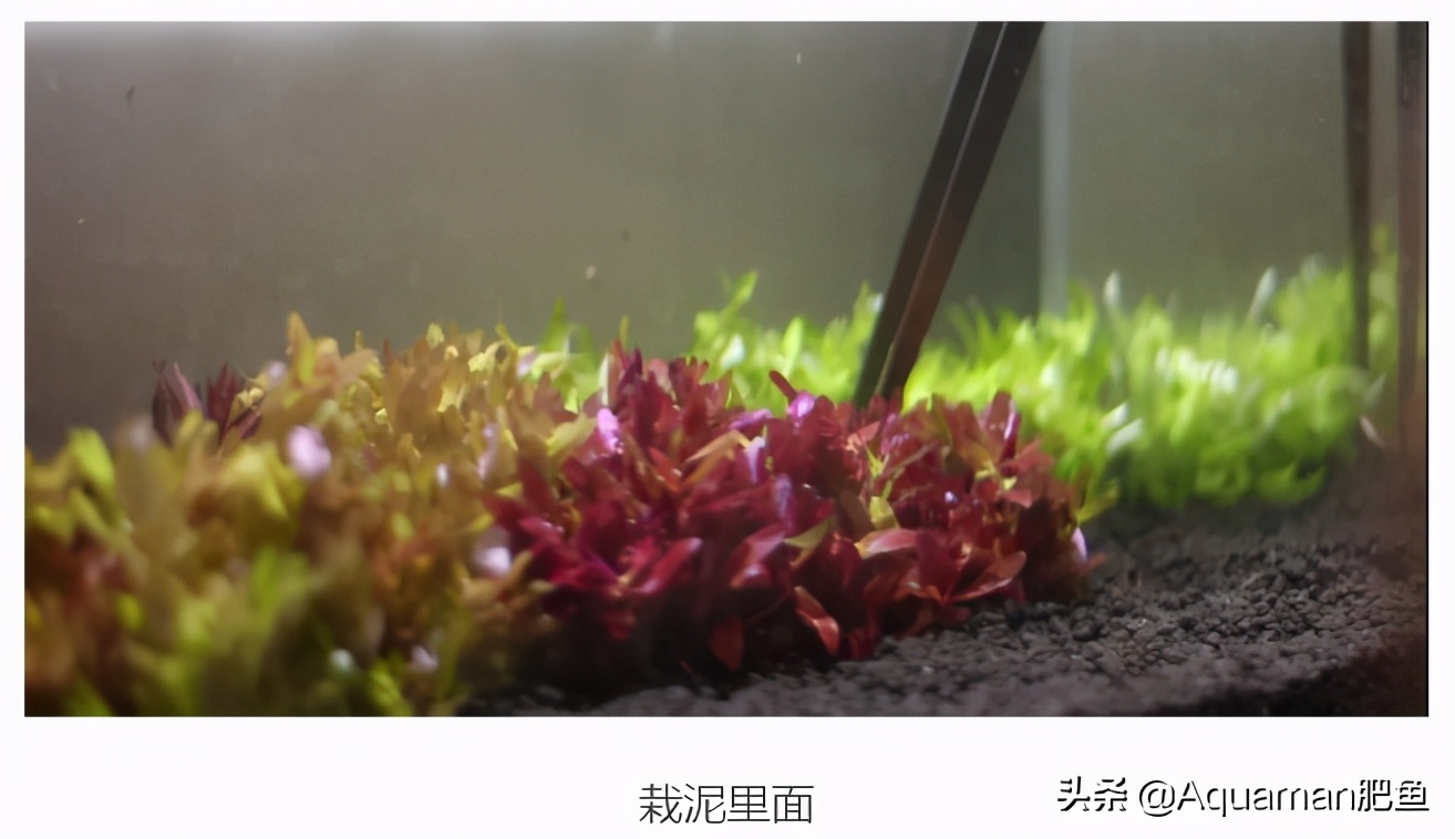 便宜又好养的水草推荐,好养又便宜的水草推荐