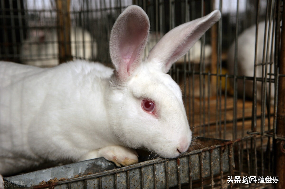 现在在农村创业养殖什么好见效,回家创业搞什么养殖最好又赚钱