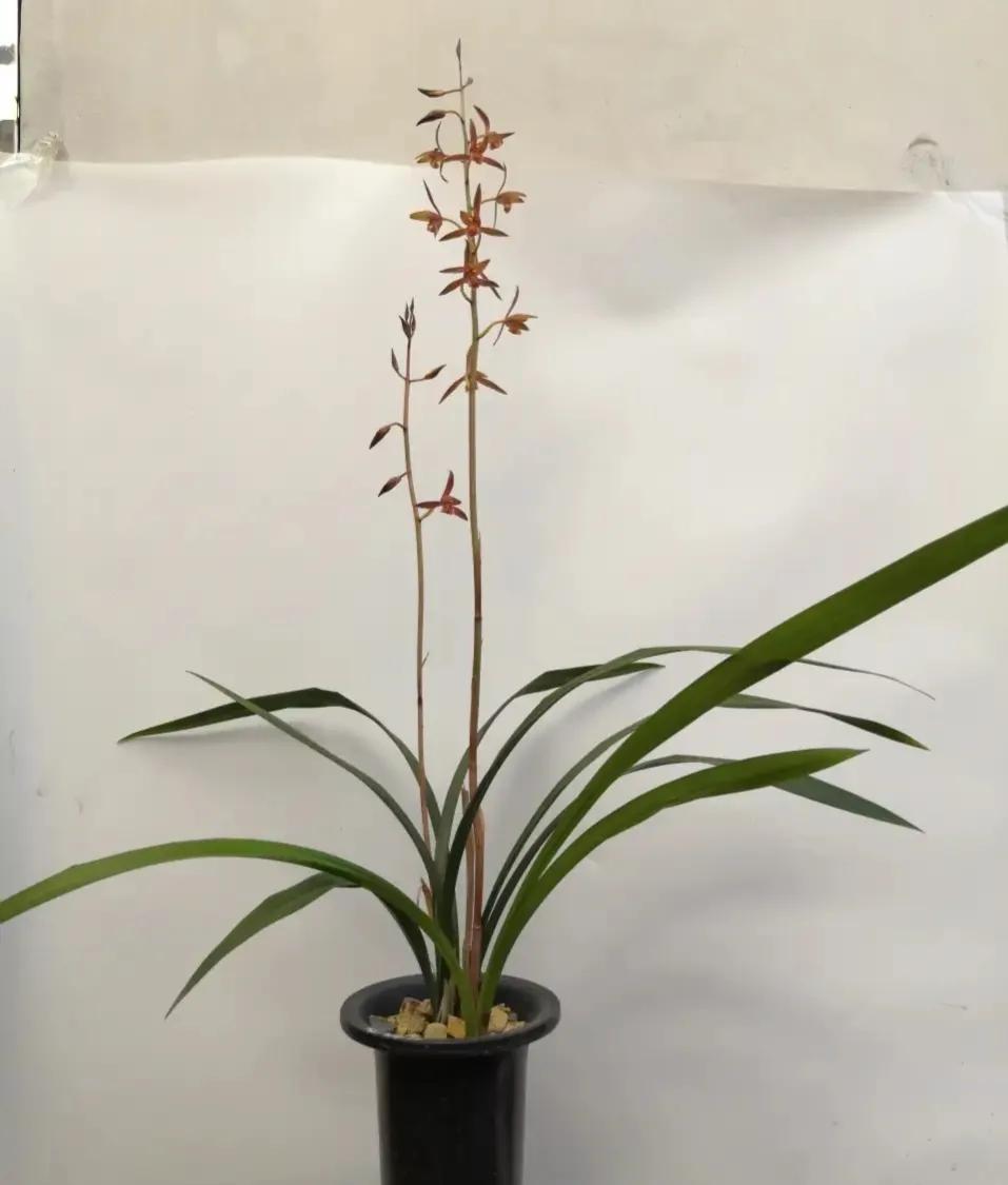 好看又好养的兰花有哪几种,推荐几款香味最好而且好养的兰花