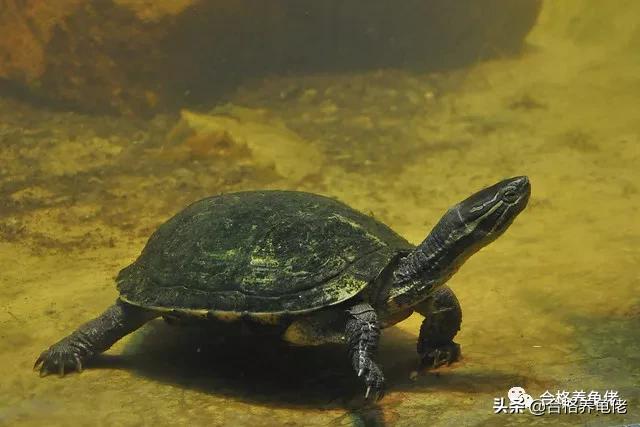 安缘龟喂什么食物,发色龟粮适合什么龟吃