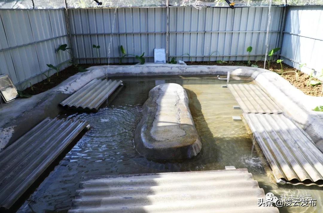 李华志：“猪师兄”变身“蛙司令”