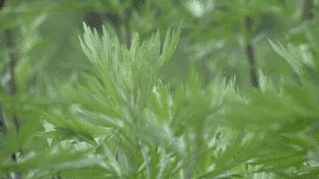 小叶艾草和大叶艾草的功效与作用,新鲜艾草的功效与作用及食用方法