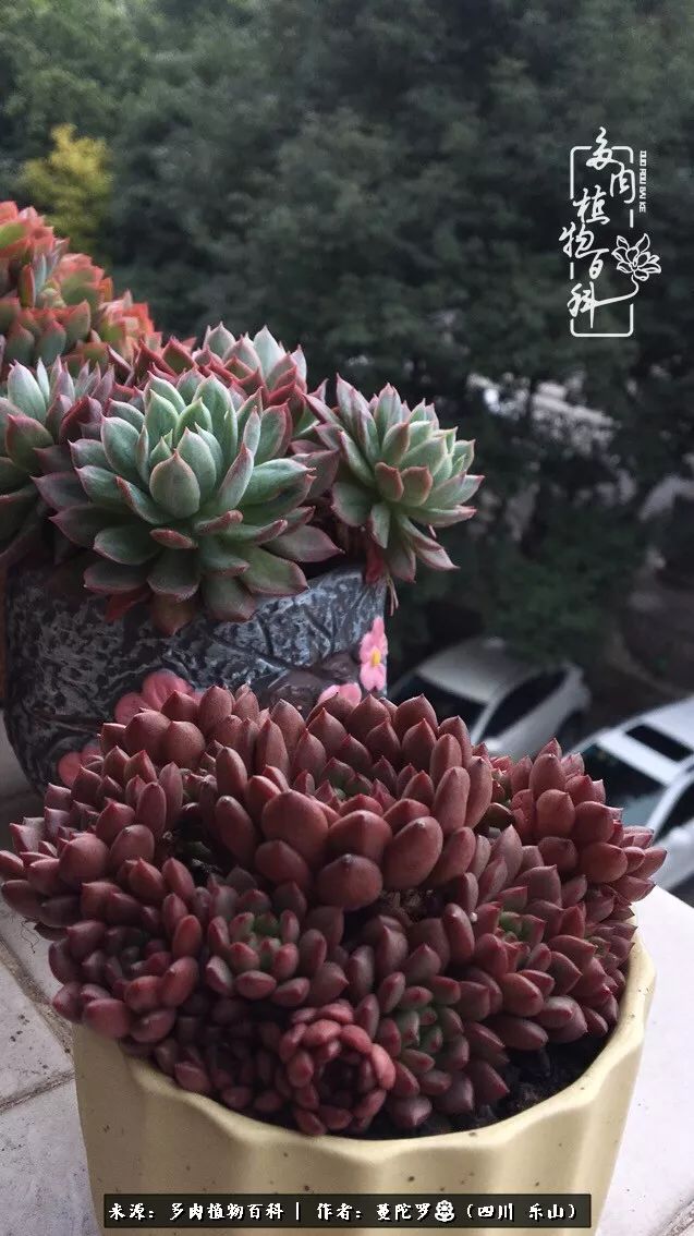 转角遇见多肉,遇见多肉治愈自己