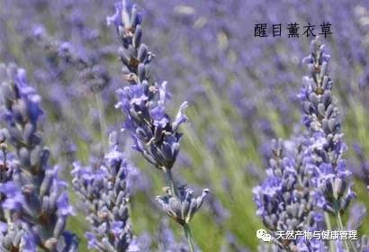 薰衣草的芳香疗法,熏衣草精油芳疗教学