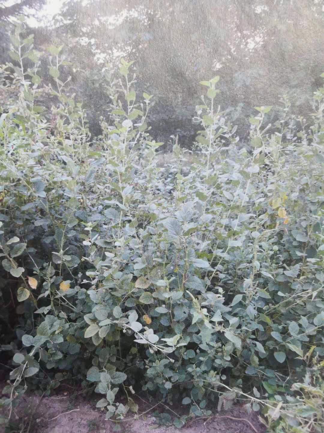 补骨脂可以补骨头吗,补骨脂成骨