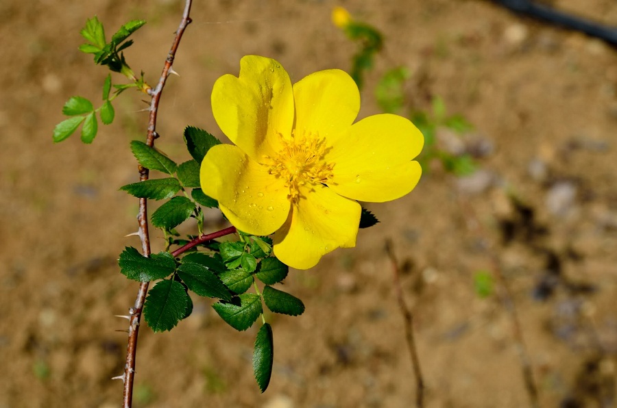 每个十一月生日对应的生日花,365天每天代表生日的花有哪些