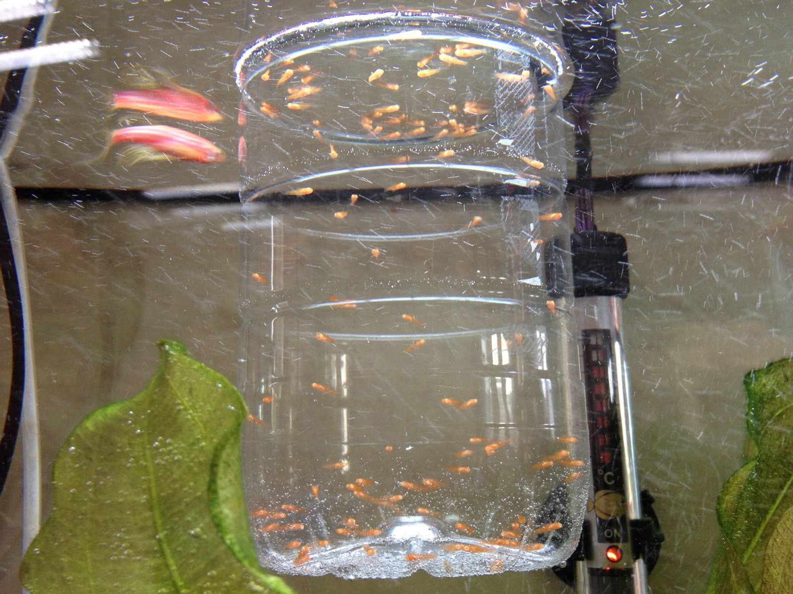 刚出生的孔雀鱼有针尾怎么处理,小孔雀鱼针尾会传染给大鱼吗