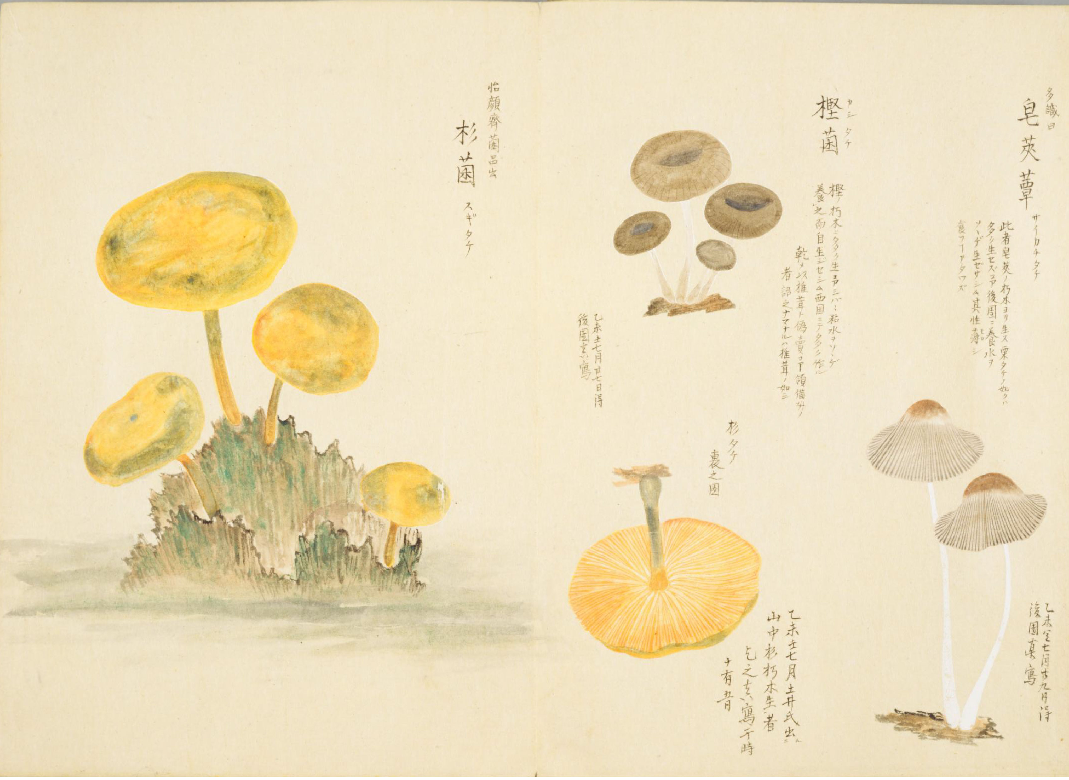 各种多彩菌图片大全,意式野菌图片大全