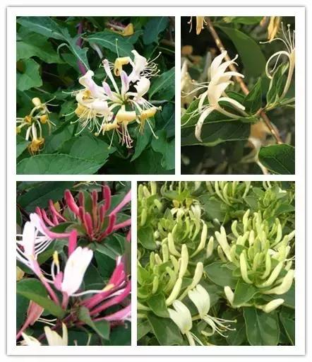 100种常见花卉资料大全,常见100种花卉介绍图片