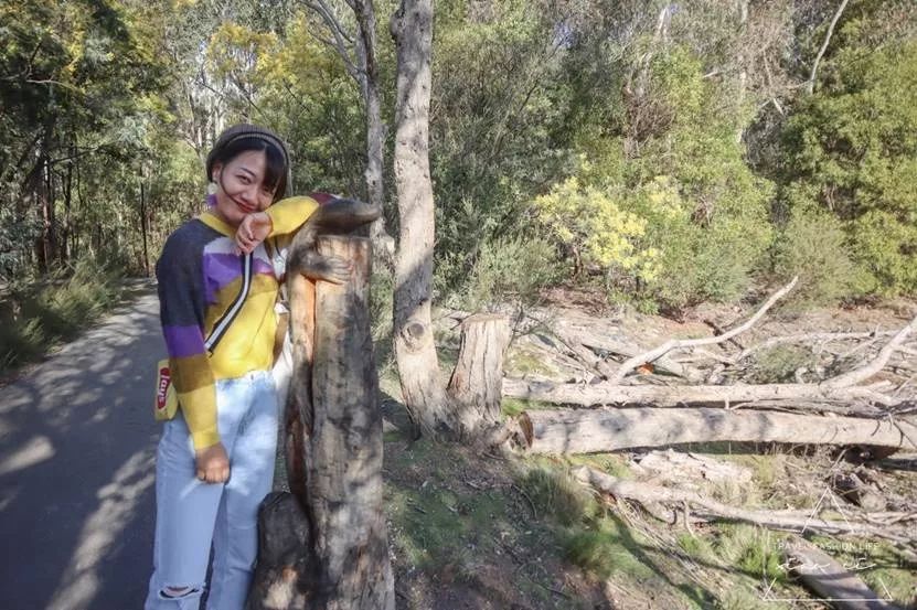 澳洲｜春意堪培拉，看袋鼠、品酒、赏花、住进动物的家