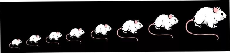 ct图像解析大全,ct图像与实物大小对比