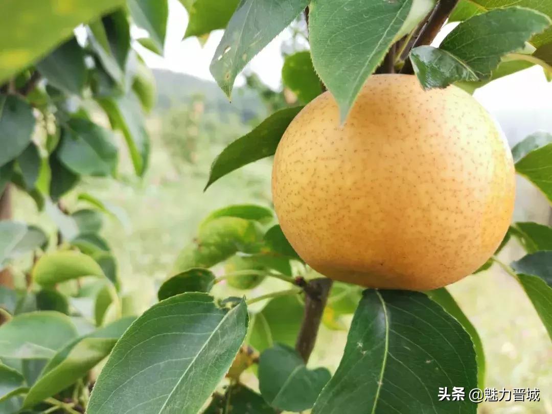 自家果园翠冠梨脆甜多汁欢迎采摘,砀山果园现摘青皇冠梨