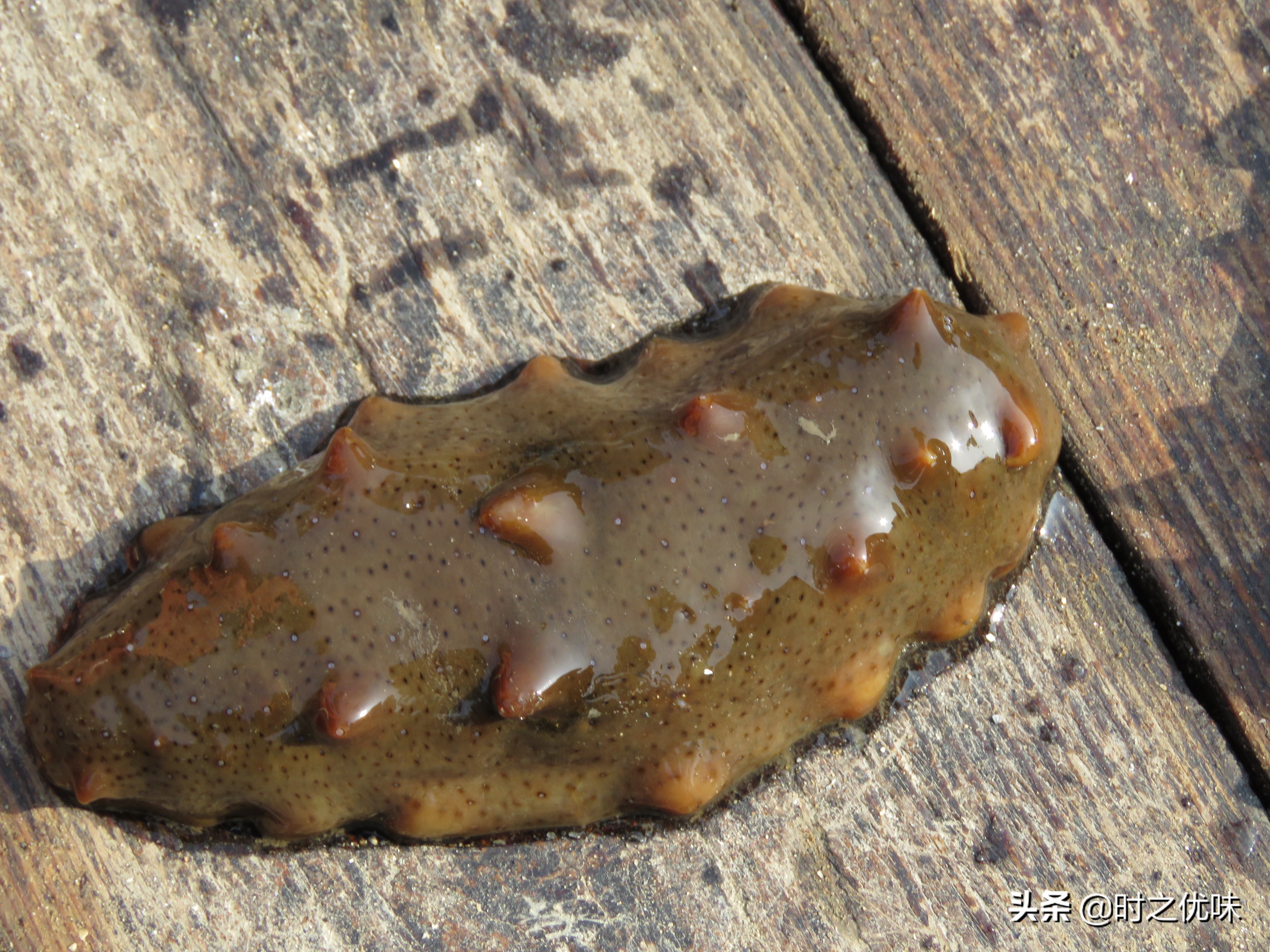 人工养殖的海参与辽参的营养区别,养殖参和野海参的营养区别