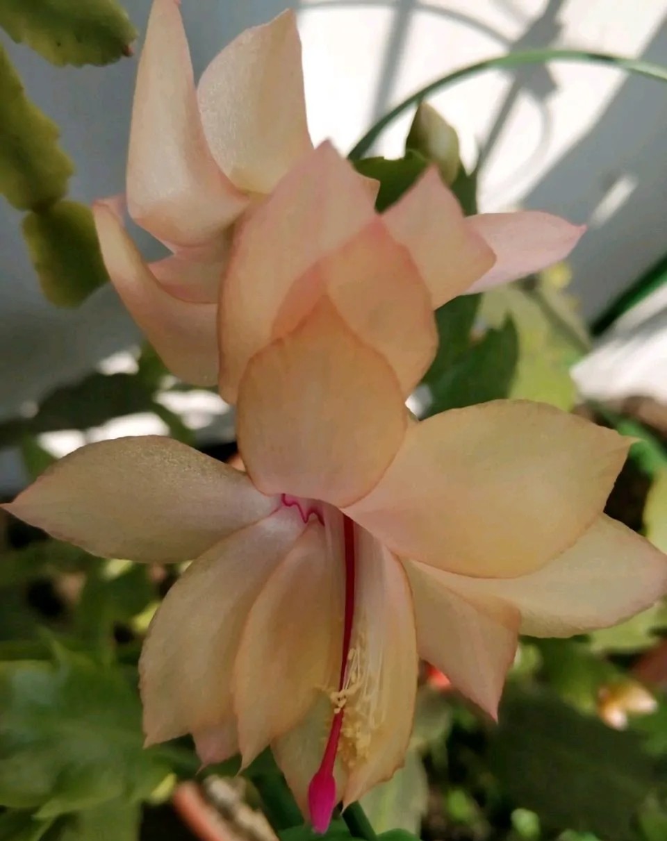 蟹爪兰一盆3个颜色,蟹爪兰100品种图片