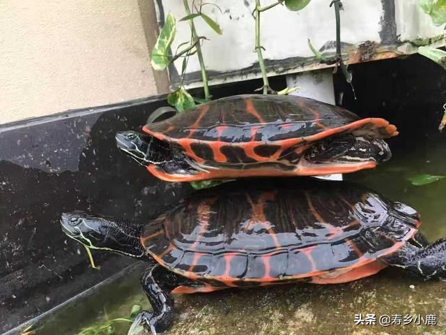 宠物龟越狱摔伤了，饲主该如何正确地处理它的伤口？