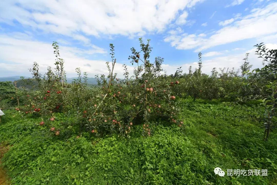 昆明采摘一日游,昆明采摘游
