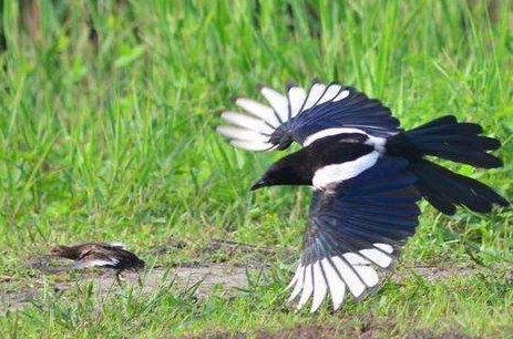 喜鹊吃麻雀幼鸟,喜鹊成灾攻击老鹰圈养麻雀