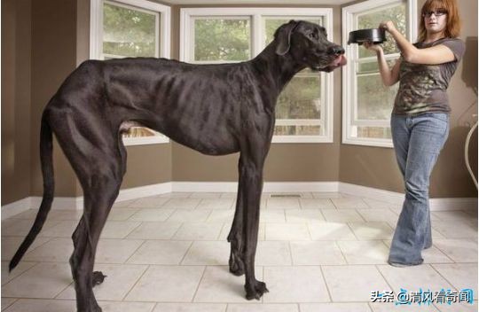 最大的狗与最大的狼,世界体型最大的狗十大排名