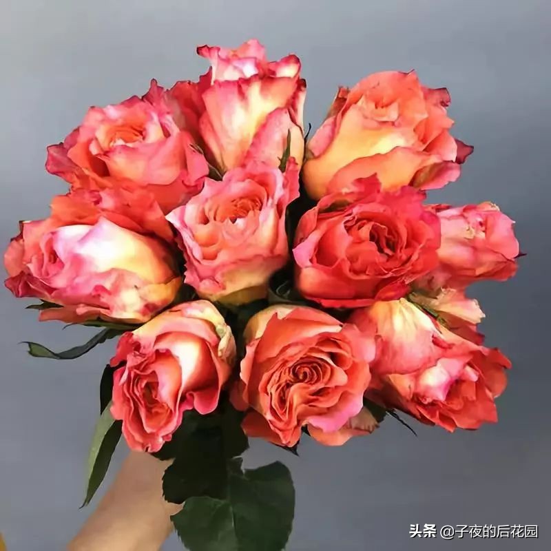 最好的进口玫瑰,进口玫瑰品种