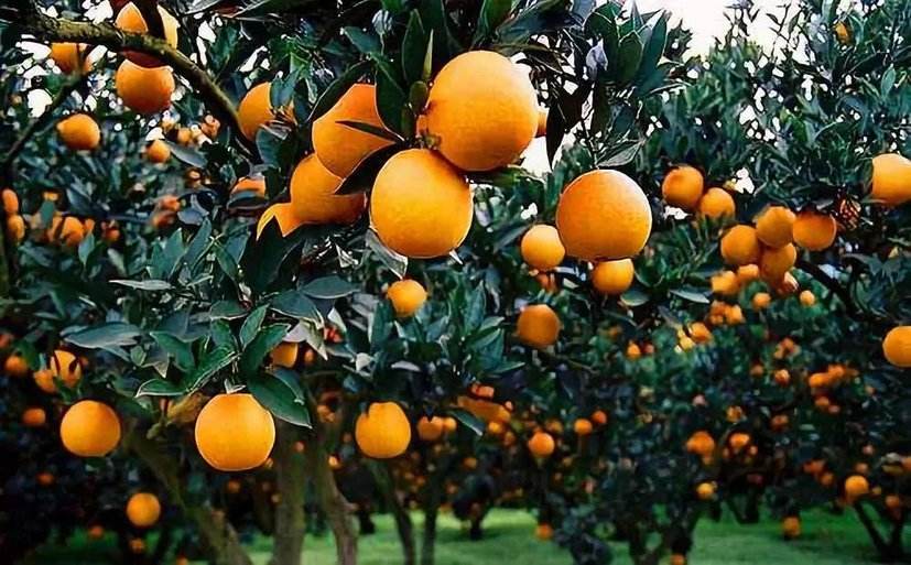 最适合庭院栽种的果树,适宜庭院种植的观赏果树