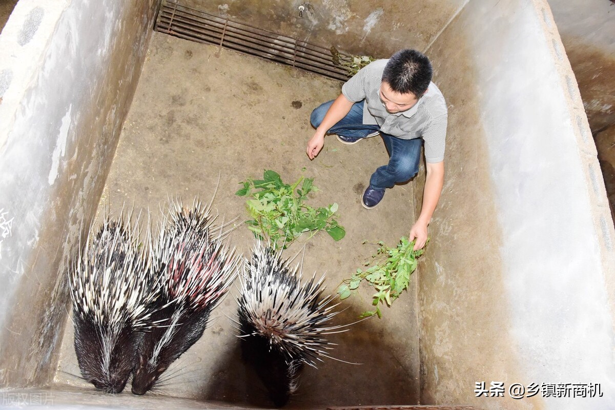 农村返乡养殖创业的补助是多少,返乡创业搞养殖带领群众致富