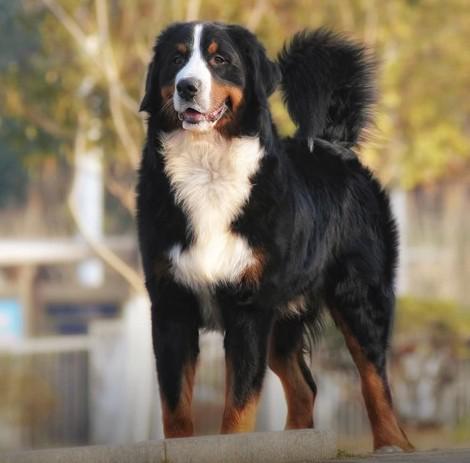 世界上所有的狗品种图片,世界最名贵的狗前十名及其简介