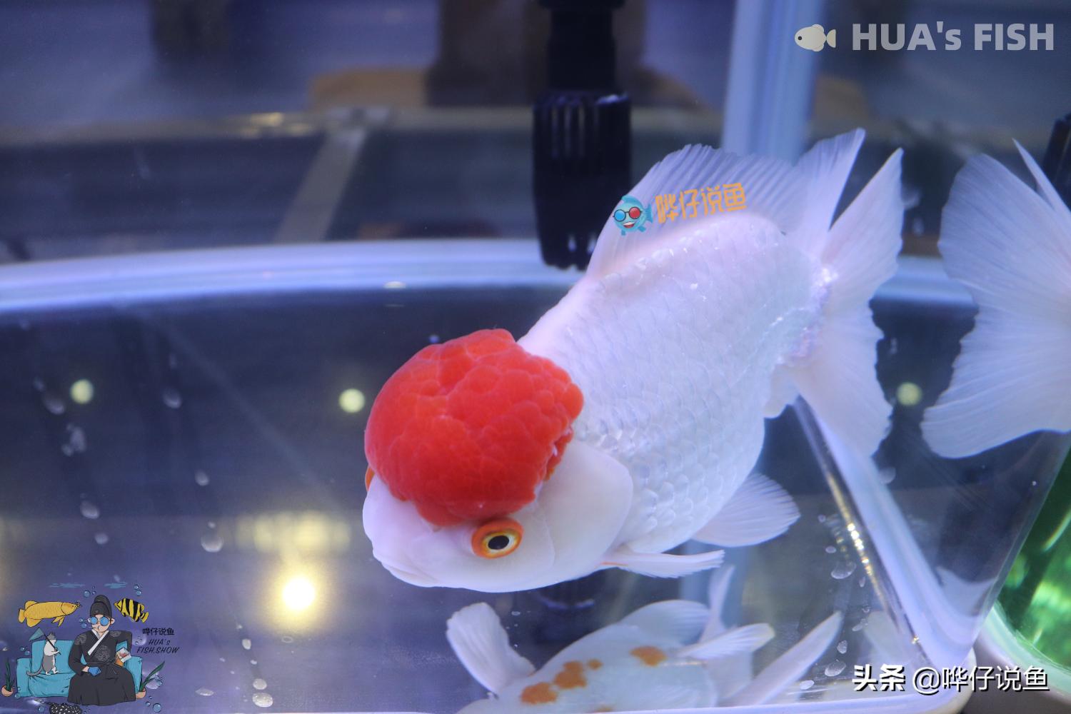 光合细菌跟反硝化细菌能同时用吗,鱼缸光合细菌和硝化细菌哪个好