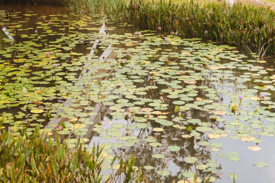 簕竹杜鹃谷公园,好看的杜鹃谷公园